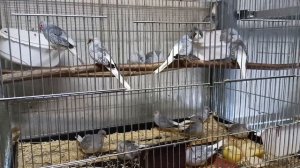 Горлицы бриллиантовые