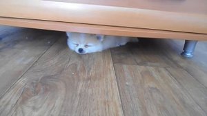 Приучение щенка к МЕСТУ Померанский шпиц