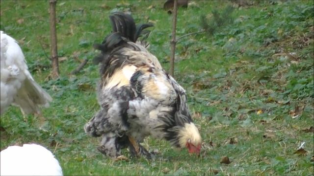 бизнес план на индейках биг6 смотреть онлайн