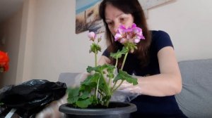 Пересадка пеларгоний из временных горшков в бОльшие. Удобный способ