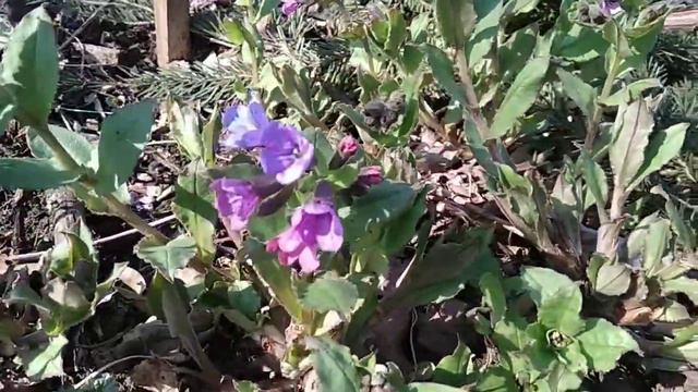 Первоцветы смотреть онлайн