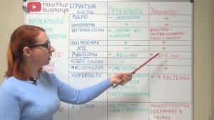 Эукариоты и прокариоты: сходство и отличие.