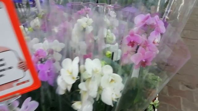 ???️?Большой РОЖДЕСТВЕНСКИЙ променад по магазинам. смотреть онлайн