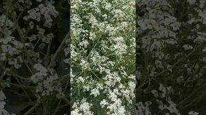 Sea kale (Crambe Maritima) Col Risada a la orilla del rio Hudson, magnifica y aromática floración