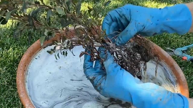 ПУЗЫРЕПЛОДНИК // Самый простой способ размножения. Правильная посадка и сохранение зимой. смотреть онлайн