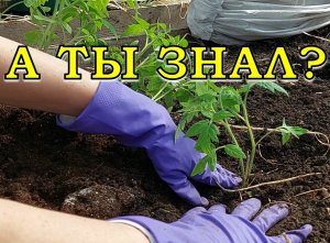 ТОМАТЫ в теплицу В АПРЕЛЕ???: чем улучшаю почву, что кладу в лунки, как утепляю рассаду???