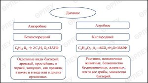 ІІ - четверть,Биология, 9 класс, Анаэробное и аэробное дыхание.