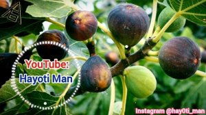 Анчир чи фойда дорад дар Инсон