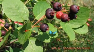 Ирга колосистая (amelanchier spicata) ? колосистая ирга обзор: как сажать, саженцы ирги