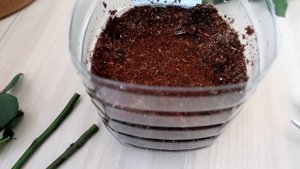 Необычный СПОСОБ укоренить РОЗУ из букета