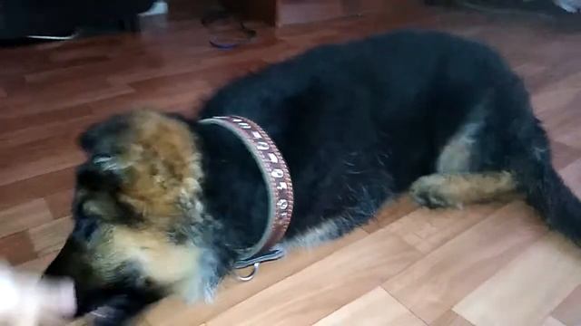 Новый питомец!!! Кто он? смотреть онлайн