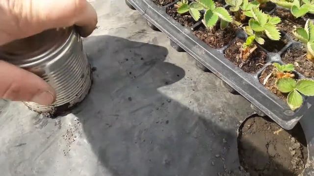 как сделать отверстие в пленке, для клубники. смотреть онлайн