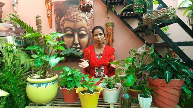 Syngonium plant care  tips  Arrowhead plant  How to grow syngonium plant from cutting in water