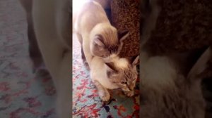 вязка кошек