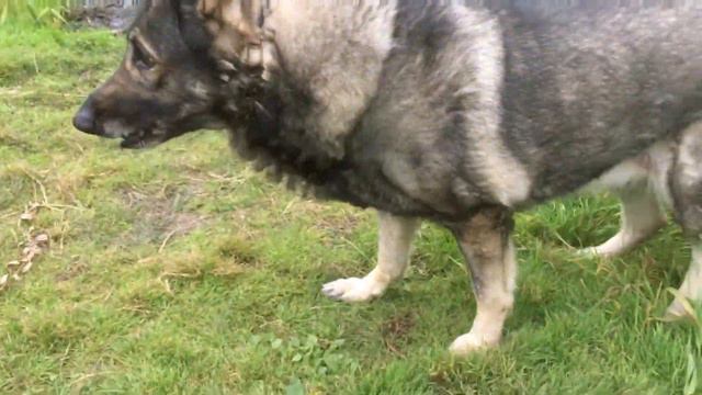 Как сказать ему, что он не корова? смотреть онлайн