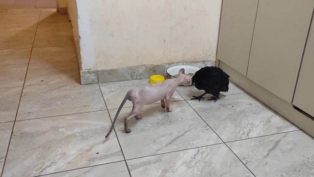 чёрная курица аям цемани и лысые кошки . первое знакомство. смотреть онлайн