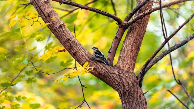Звуки природы Завораживающие пение птиц Безумно красивая музыка смотреть онлайн