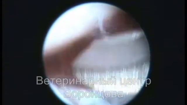 Частичное удаление мениска у собаки смотреть онлайн