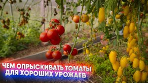 Чем опрыскивать томаты для хороших урожаев