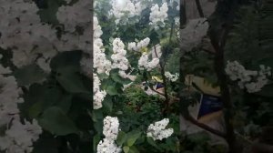 Сирень сорт "Рочестер" (карликовая)
