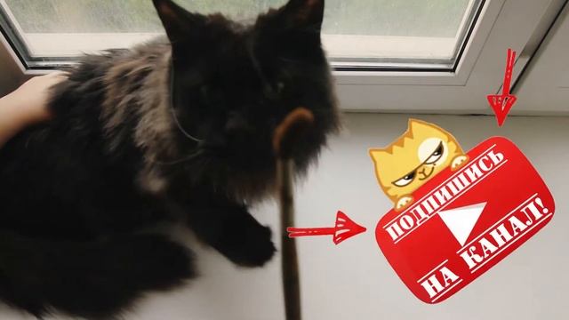Мейн кун глазами ребёнка. Стоит ли заводить питомца?