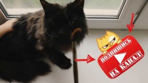Мейн кун глазами ребёнка. Стоит ли заводить питомца?