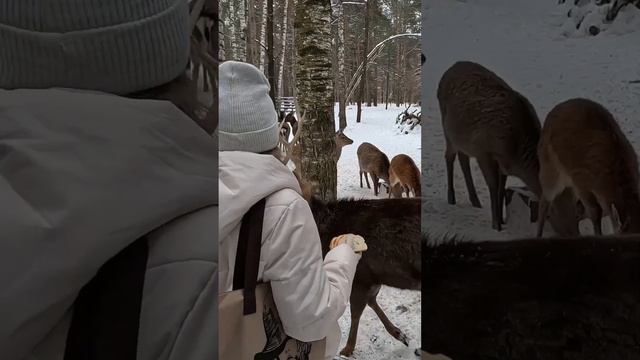 #копорье #пятнистыеолени #нижегородскаяобласть