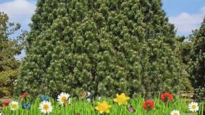 Сосна горная Колумнарис ? Обзор: посадка и уход. саженцы сосны Колумнарис: описание и особенности