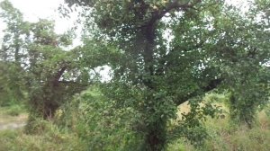 Обрезка груши летом - волчки и гибель дерева.