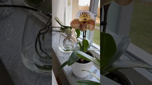 орхидея Пафиопедилум /orkide Paphiopedilum/ / orchid Paphiopedilum