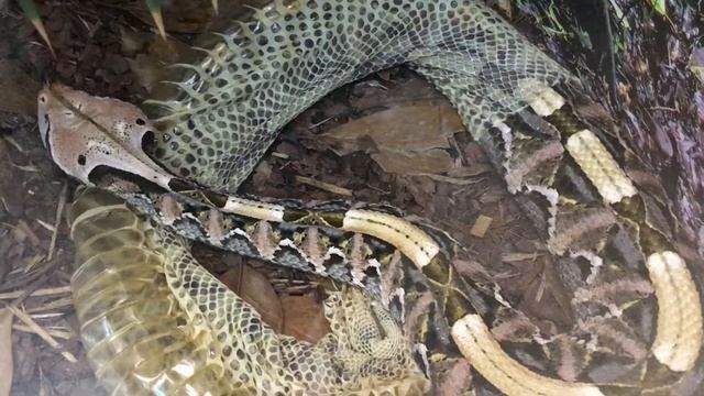 Габонская гадюка линяет смотреть онлайн