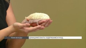 Домашние ежата: содержание и уход