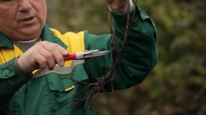 Как правильно сажать кустарники на даче