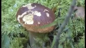 Как различить съедобные грибы от ложных. Шампиньоны. Смоленск Телеши