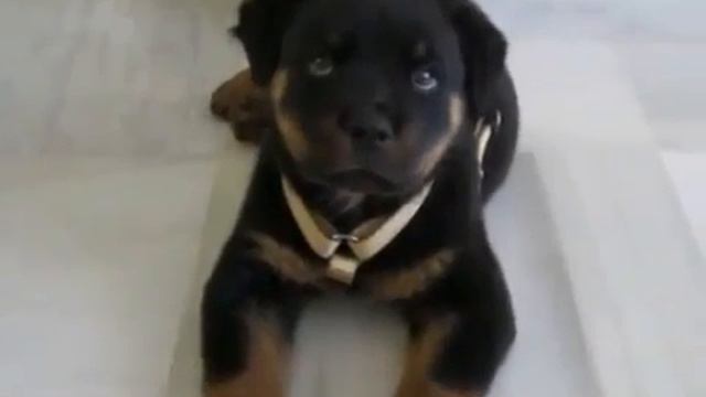 Топ 7 забавных щенят.🐕🐶
