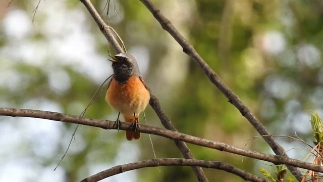 #Голосаптиц Горихвостка-лысушка. Common Redstart is singing смотреть онлайн