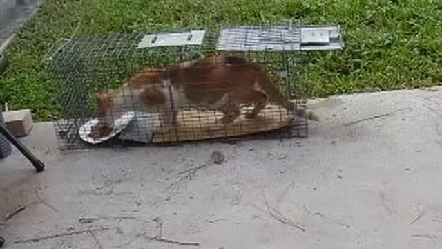 Ловушка на любую добычу в действии (Доброволец - Испытатель КОТ) смотреть онлайн