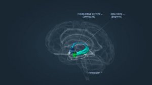 Лимбическая система. Анатомия человека. Биология.