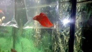 Знакомство с петушком и данио