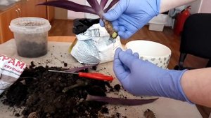 Быстрая пересадка Рэо. Рассуждения о укоренении цветка.