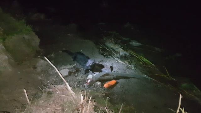 ОСЕННИЙ ЖОР СУДАКА! РЫБАЛКА 24 ЧАСА! смотреть онлайн