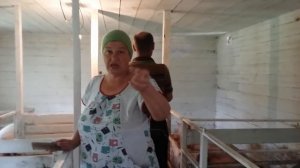 Лучшее средство от мух в сарае.Линька свиней