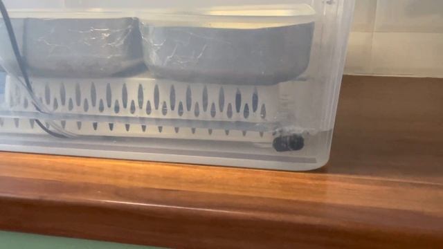 Ежевик гребенчатый, кордицепс. Выращивание в автоматическом боксе. смотреть онлайн