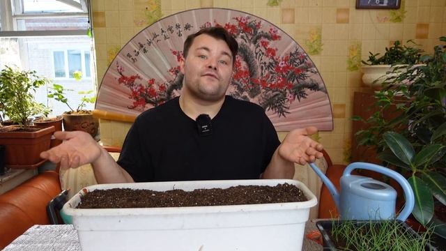 Лук чернушка продолжение. ЧТО ДЕЛАТЬ ДАЛЬШЕ? А ДАЛЬШЕ #ПИКИРОВКА. КАК, ВО ЧТО И КОГДА в этом видео.