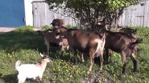 Коза которая не покрывается..