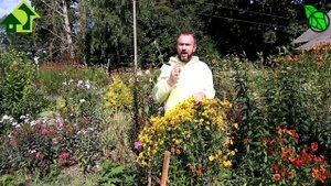 Азбука сидератов. Ч. 8. Лён как сидерат - перезагрузка плодородия и истинное обеззараживание почвы.