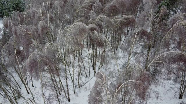 27.11.22. Лес после ледяного дождя. смотреть онлайн