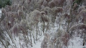 27.11.22. Лес после ледяного дождя.