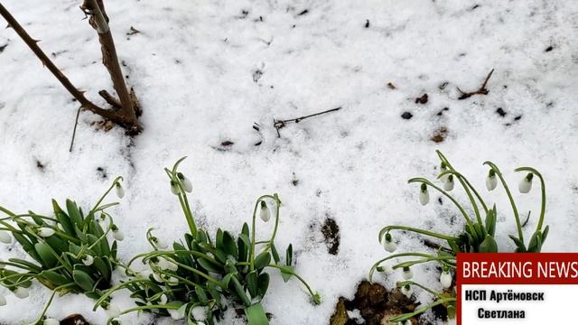 День подснежника ! Подснежник Галантус мифы и легенды ! Snowdrops Galantus !