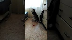 Собака съела паспорт